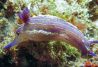pescado y vida submarina en el mar mediterraneo