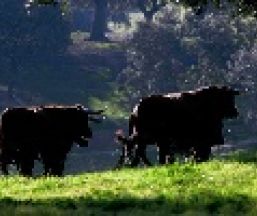 Empresa Un dia de Campo y Toros en Sierra Morena