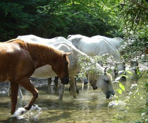 Empresa Cavalls Ecolliures